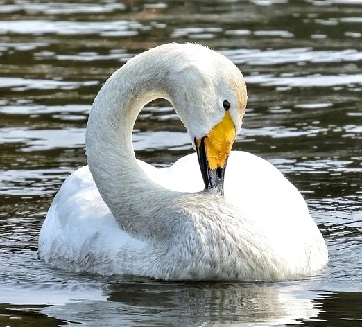 Gespreksgroep 't Zwaantje